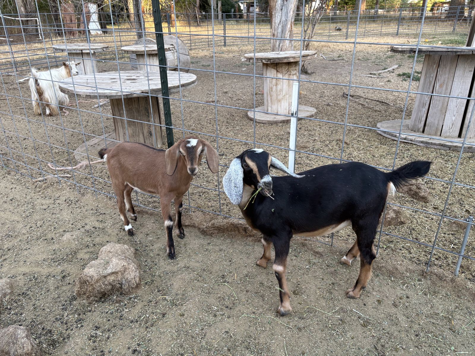 F5 Mini Nubian Doelings