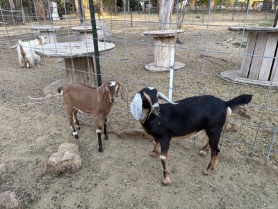 F5 Mini Nubian Doelings