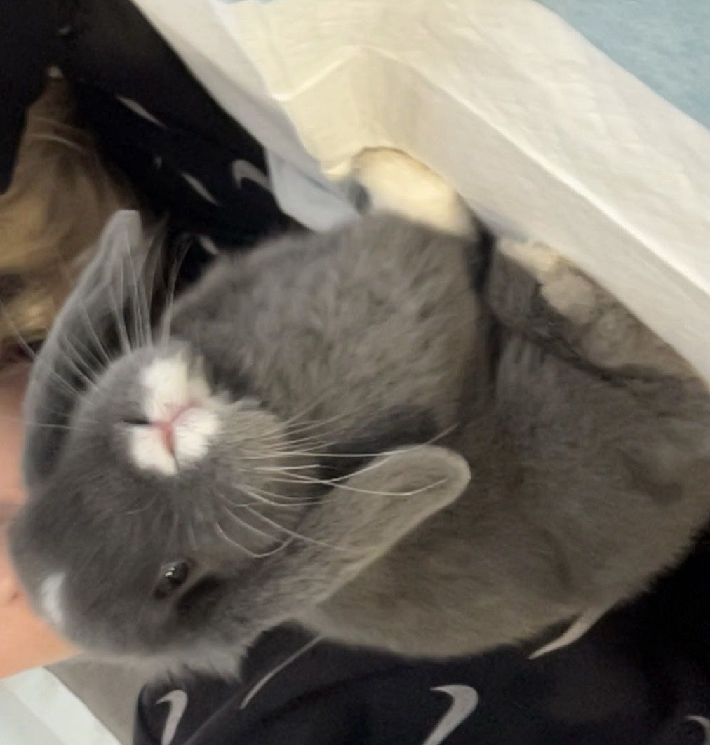 4 month old Male bunnie