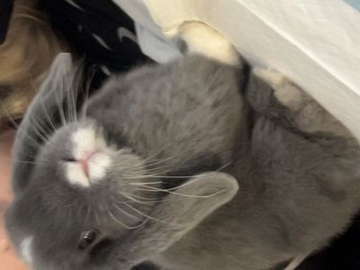 4 month old Male bunnie