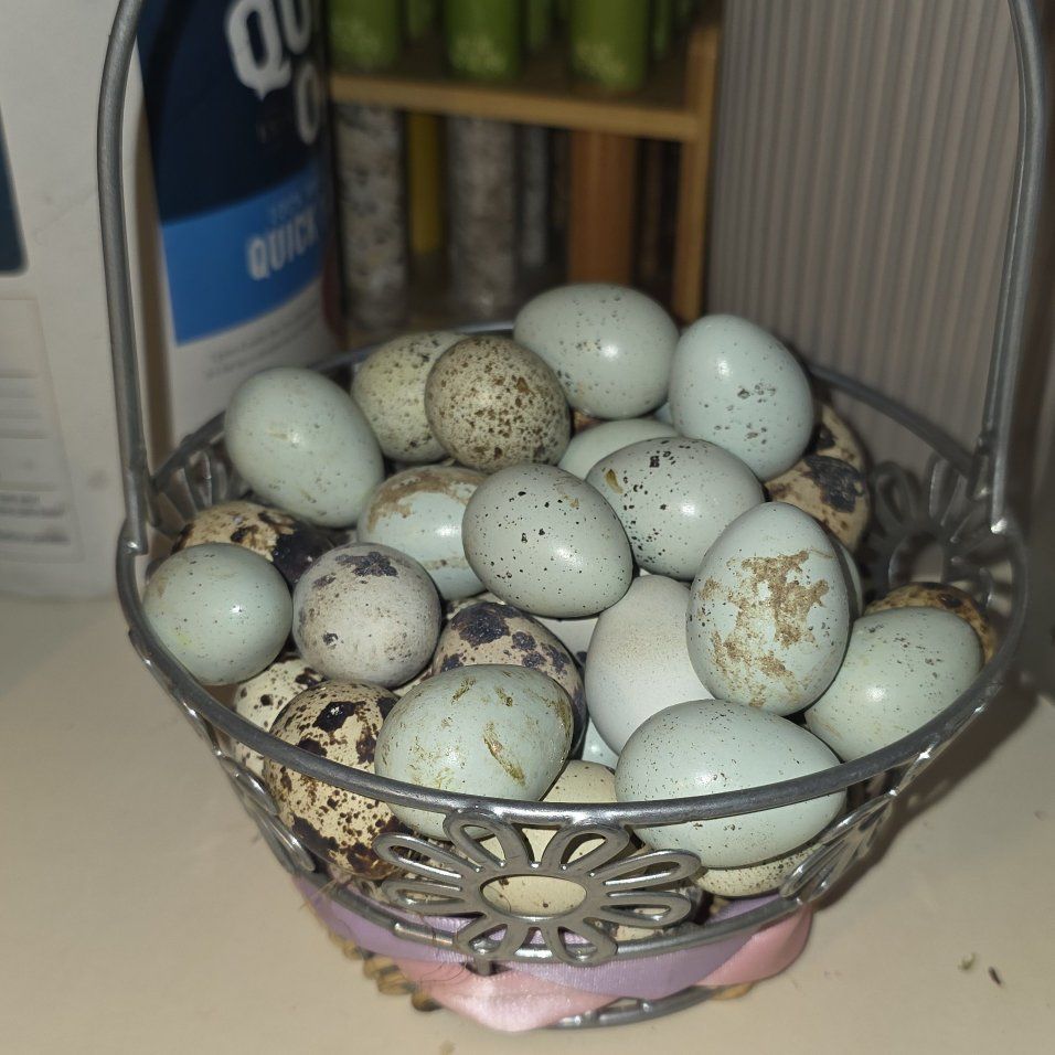 quail eggs