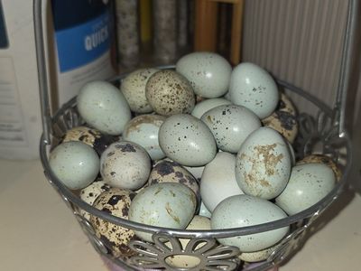 quail eggs