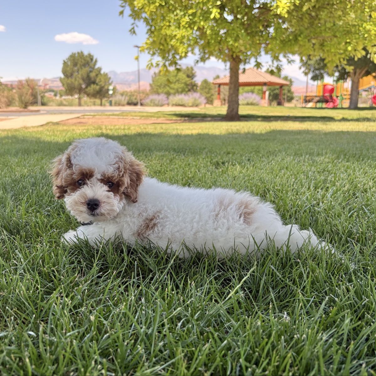 Male Mini Poodle Puppy