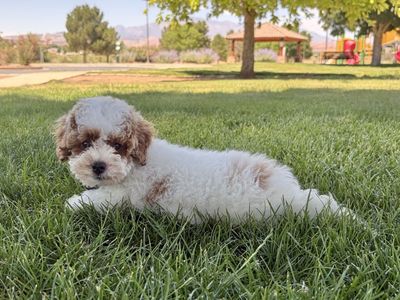 Male Mini Poodle Puppy