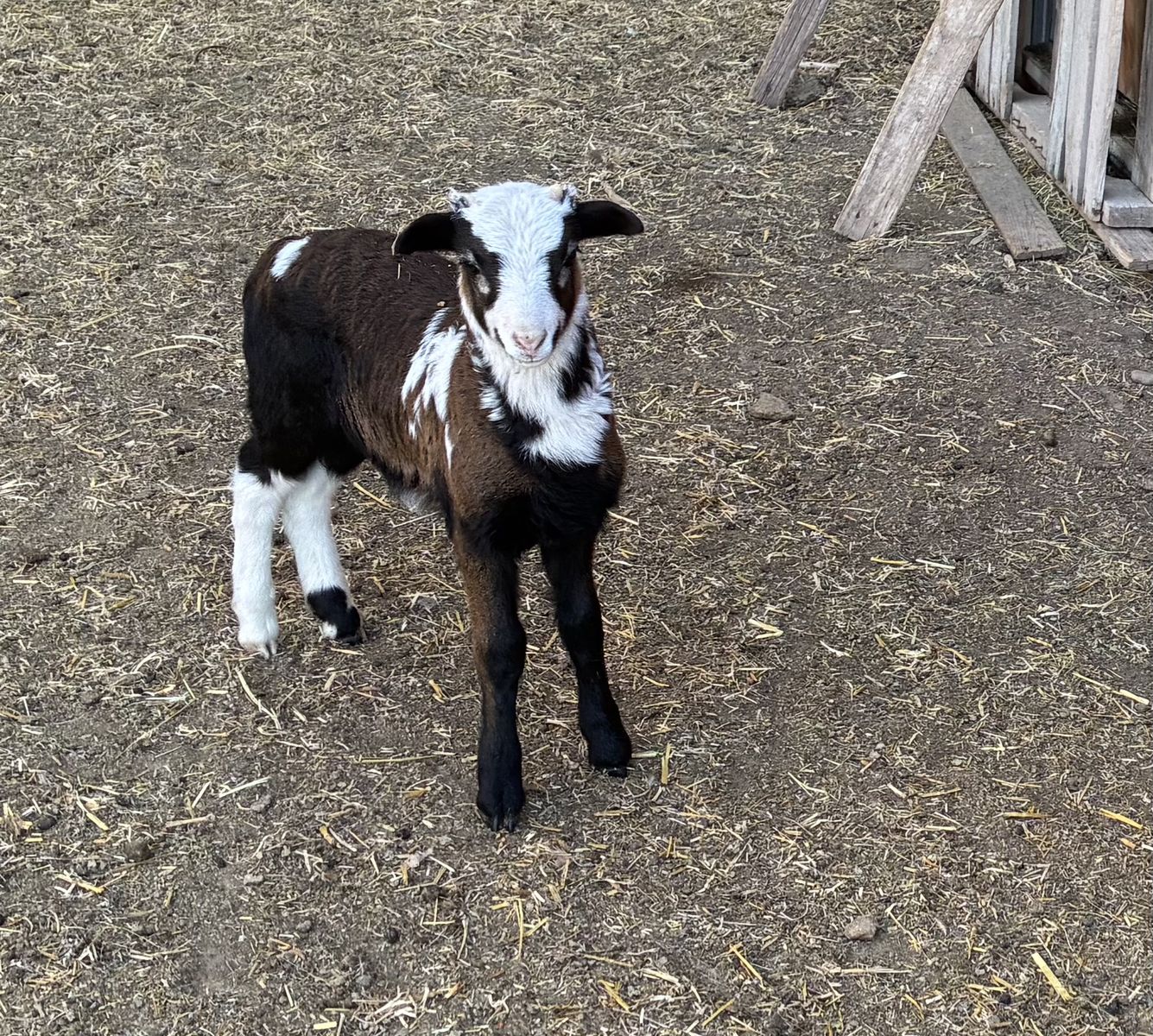 Painted desert ram lamb