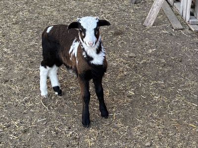 Painted desert ram lamb