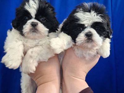 Purebred Shih Tzu puppies female & male