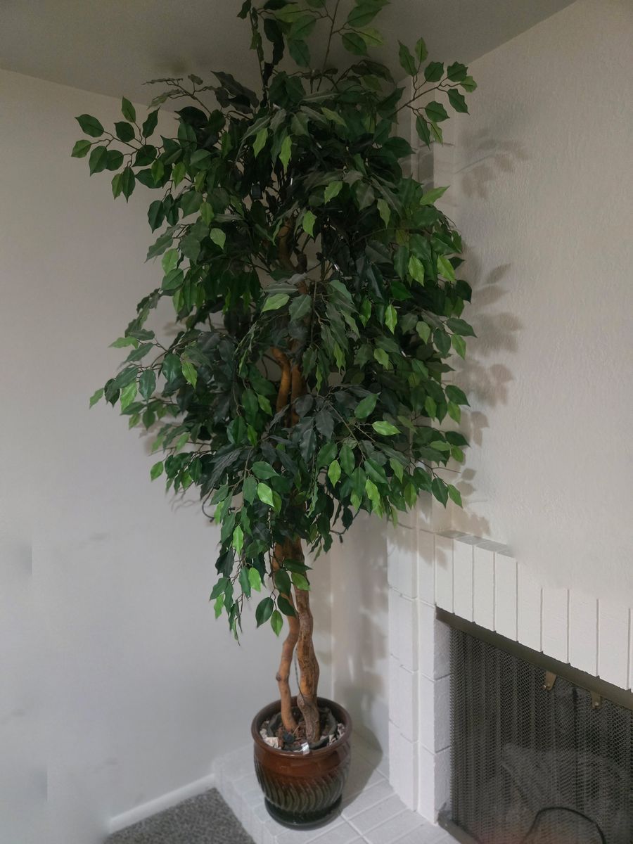 Ficus Tree with Light 7 Feet Tall