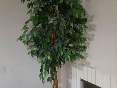 Ficus Tree with Light 7 Feet Tall