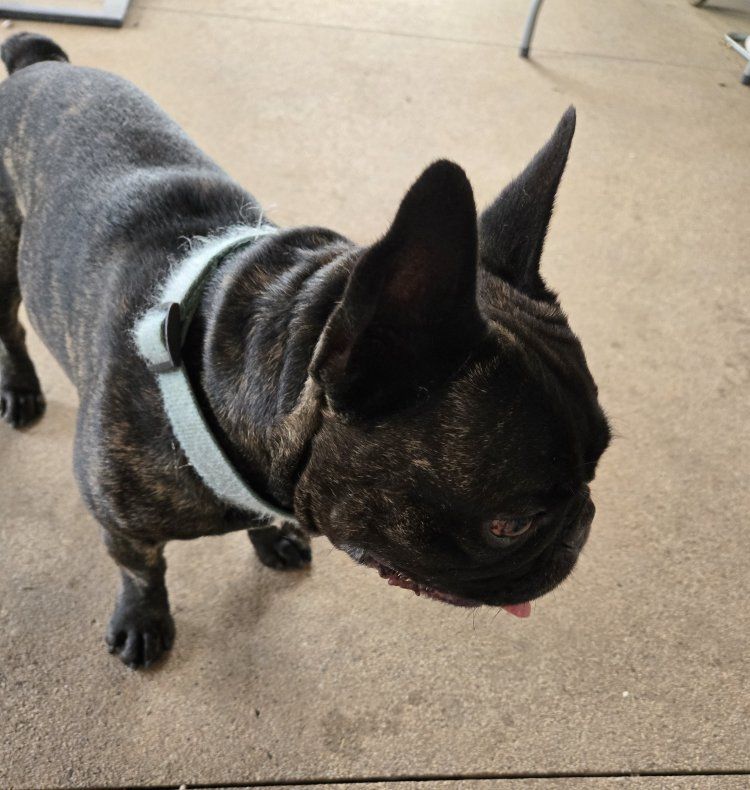 Intact Male Brindle French Bulldog