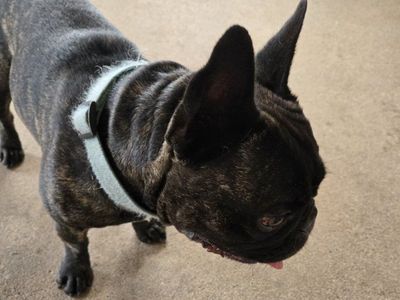 Intact Male Brindle French Bulldog