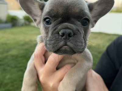 Adorable French Bulldog Puppy -Female, Blue Fawn Color