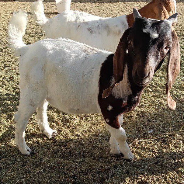 registerable boer doeling
