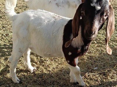 registerable boer doeling