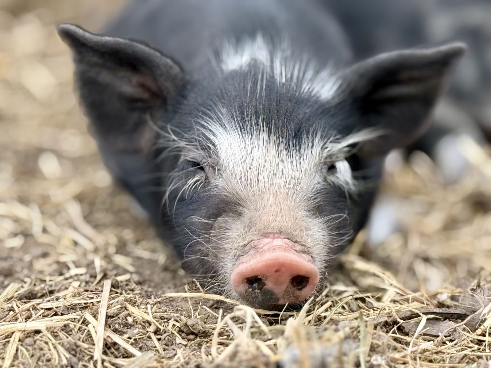 Feeder Pigs and Piglets 