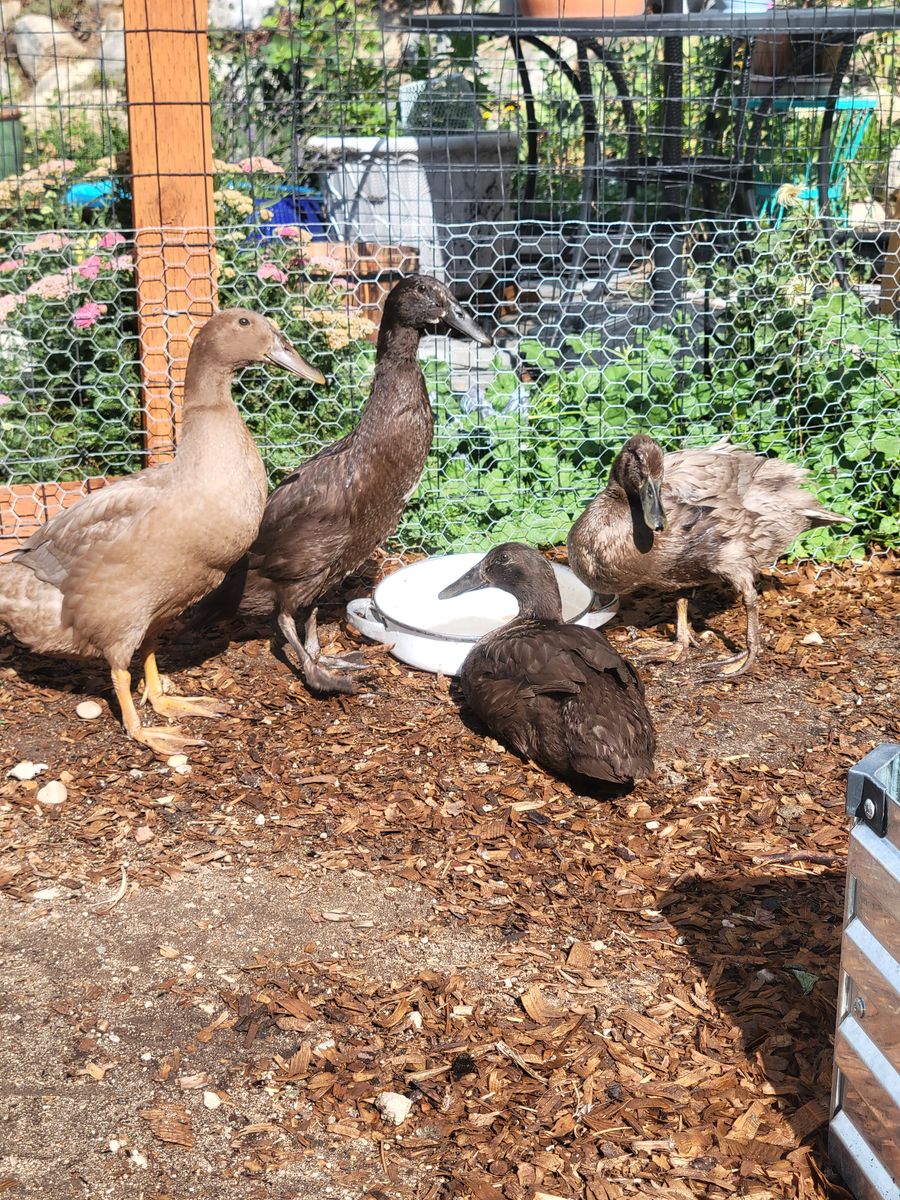 7 week old Indian Runner Ducks