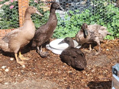 7 week old Indian Runner Ducks