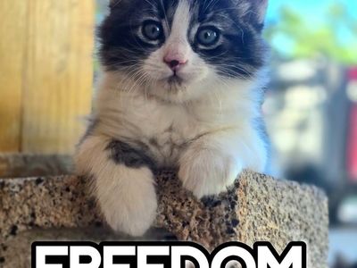 Adorable Kittens Near Cedar City Ut.