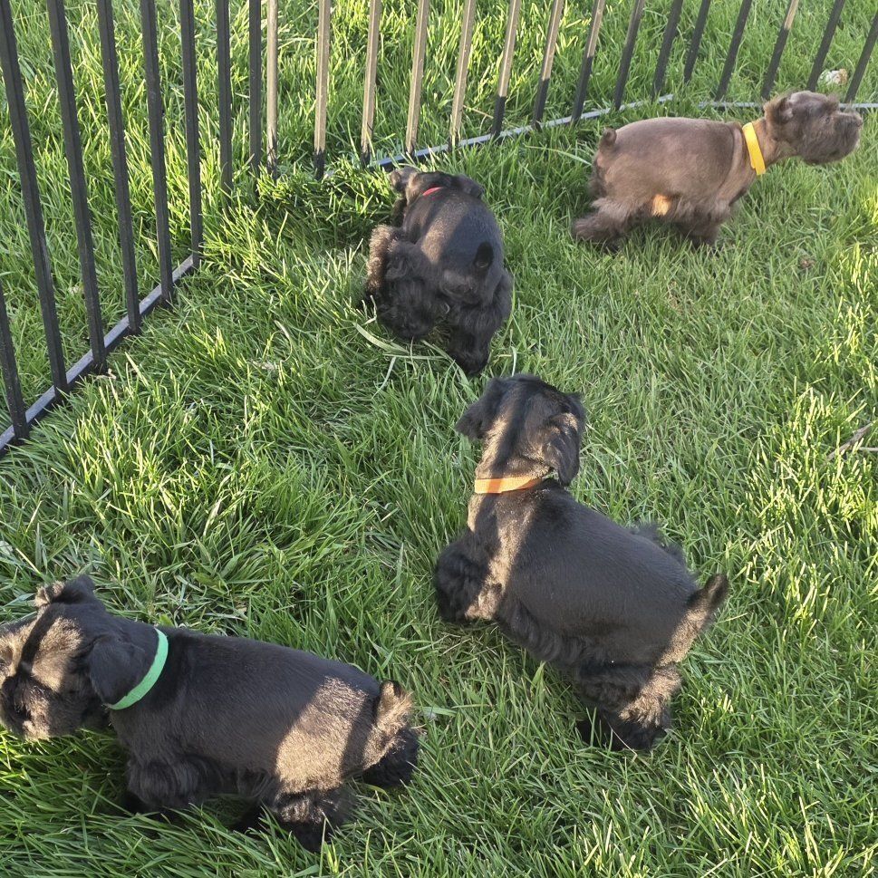 Mini Schnauzer puppies