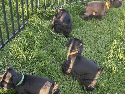 Mini Schnauzer puppies