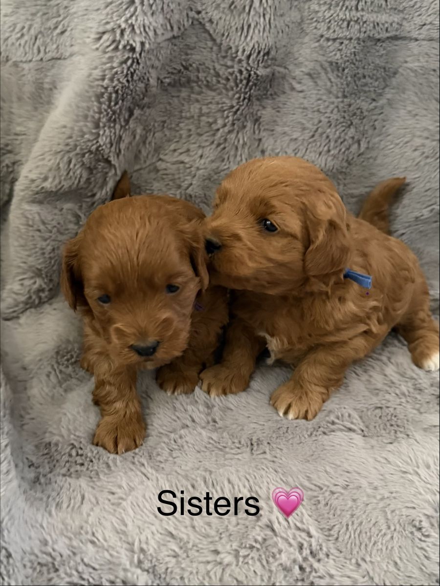 Micro Golden Doodles (F2)