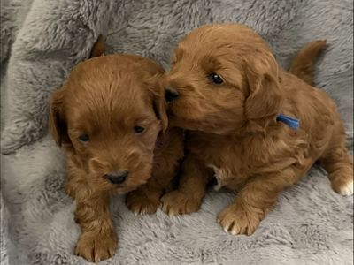 Micro Golden Doodles (F2)