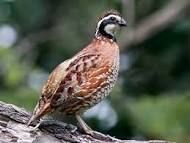 BOBWHITE QUAIL