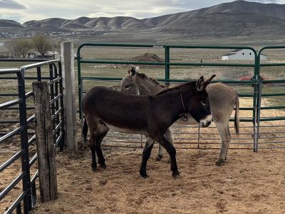 BLM Burros