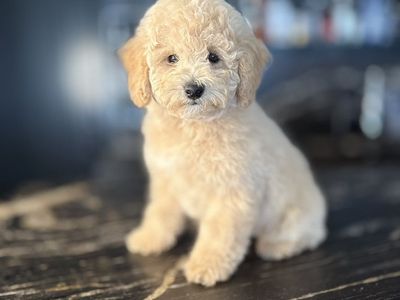 Sweetest AKC toy Poodle Boy Includes Everything