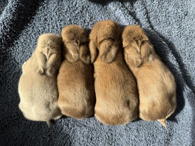 Easter Bunnies Ready For Easter! Holland Lop Mix!