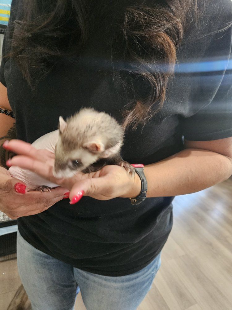 URGENT: Hairless ferret male & Snow ferret  Sister need a home ️