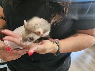 URGENT: Hairless ferret male & Snow ferret Sister need a home ️