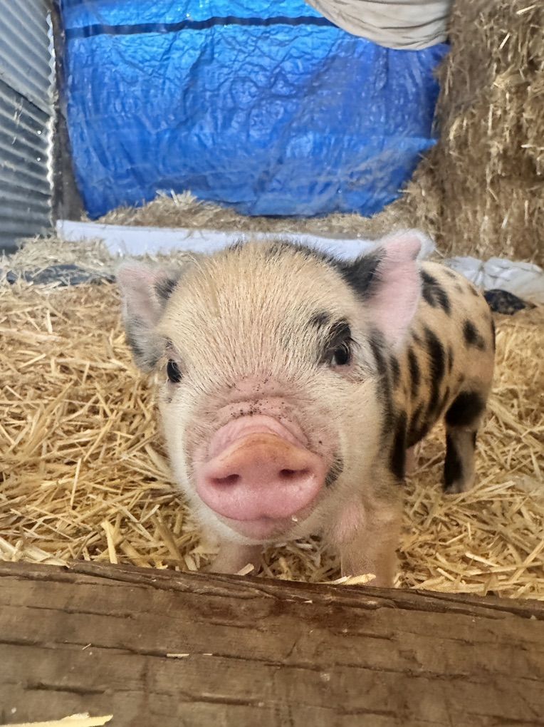 Kune Kune Piglets