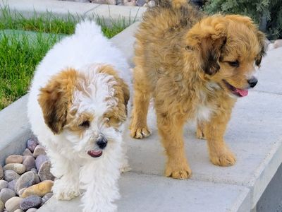 Havapoo male puppy (havanese + mini poodle)