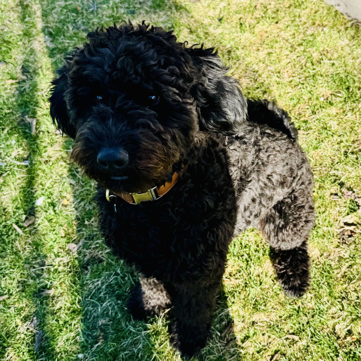 8 Month Old Goldendoodle Fully Trained