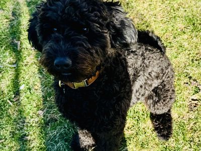 8 Month Old Goldendoodle Fully Trained