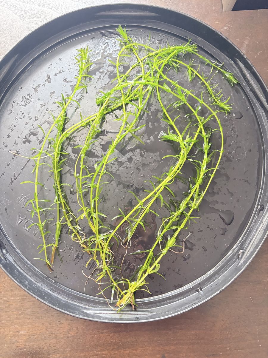 Aquarium Plants - Corkscrew Vallisneria & Anacharis Elodea