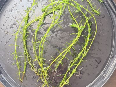 Aquarium Plants - Corkscrew Vallisneria & Anacharis Elodea