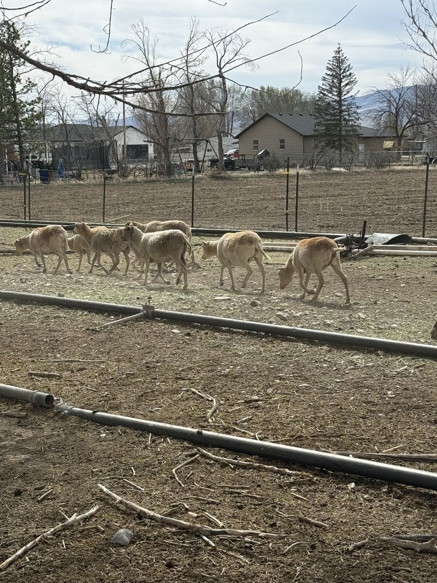 20 Pregnant Blackbelly Ewes