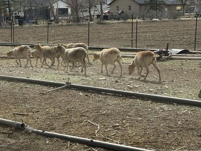 20 Pregnant Blackbelly Ewes