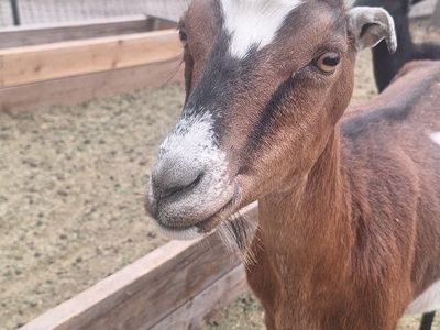 goats
