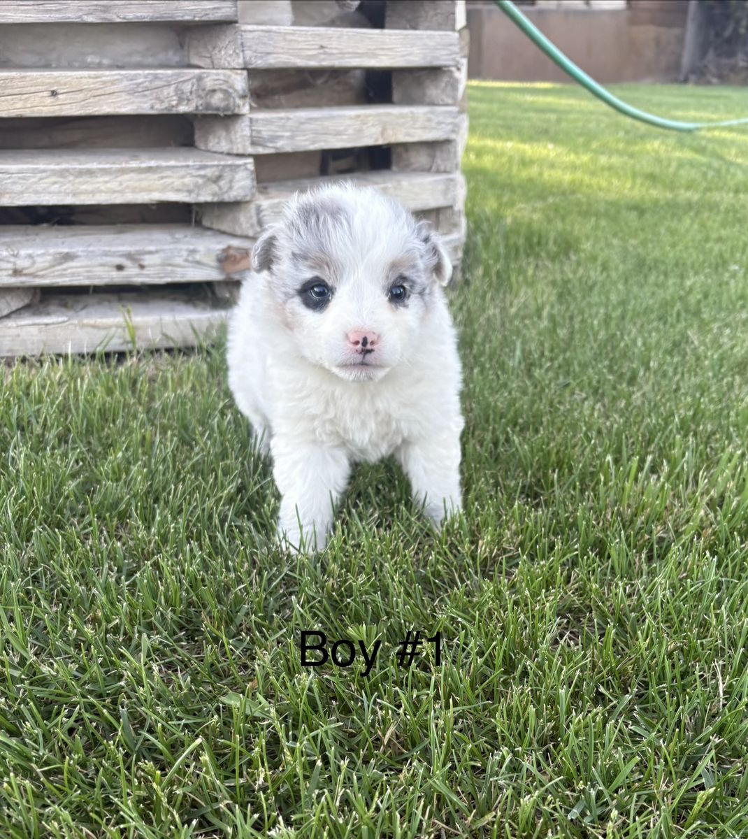 Aussie/Blue Heeler Puppies