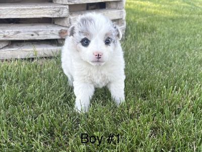 Aussie/Blue Heeler Puppies