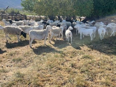 Ewe Lambs For Sale