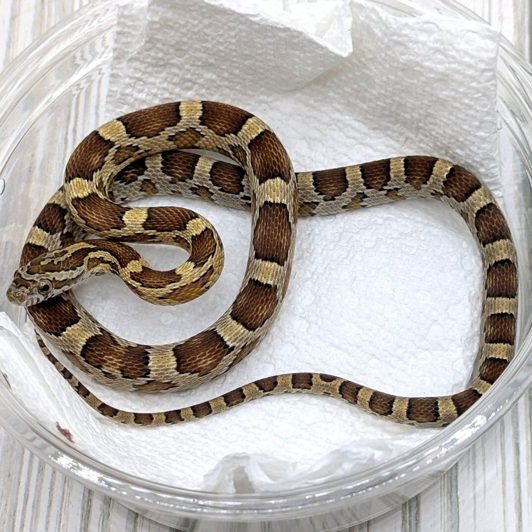 2025 Male Caramel Het Amel Sunkissed 66% PH Motley