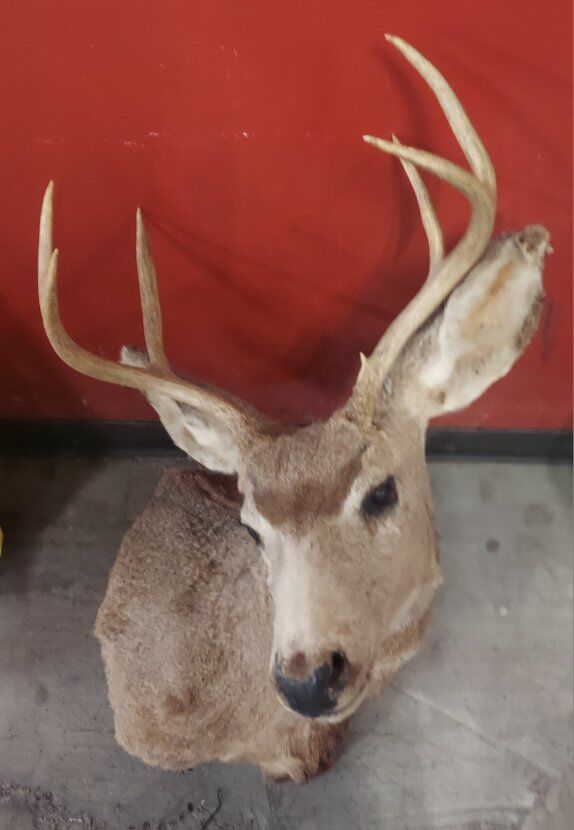 Blacktail? Deer Shoulder Mount
