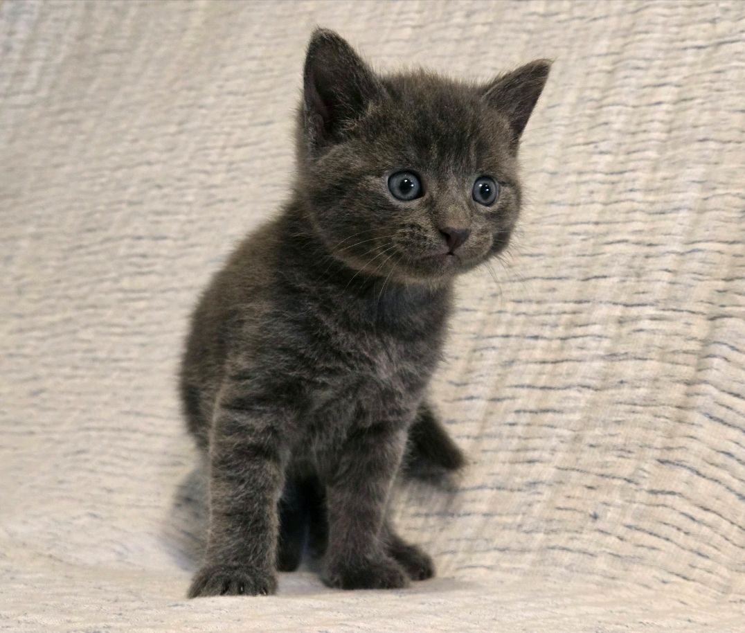 Smoky - British Blue Kitten - Ready for Forever Home