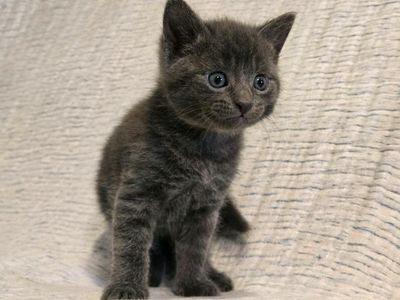 Smoky - British Blue Kitten - Ready for Forever Home