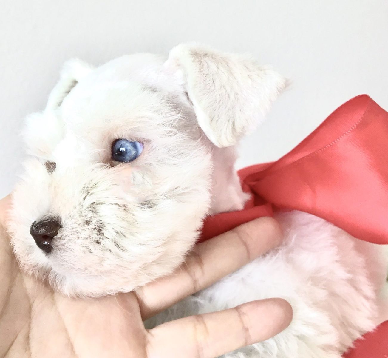 AKC Blue eyed Toy schnauzer * Stud Service Only *