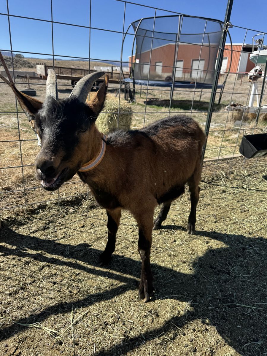 Packgoat Prospect